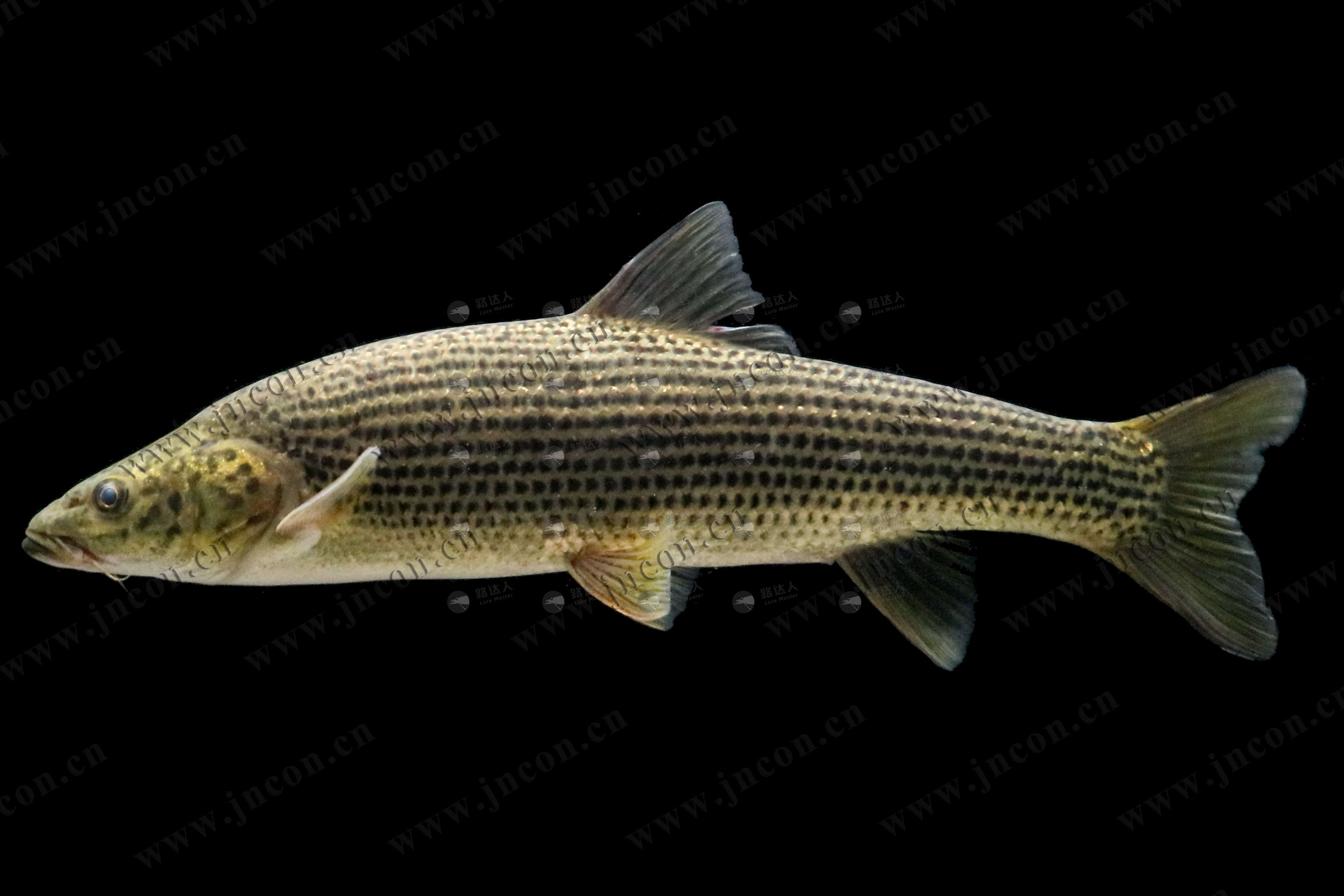 鱼 鳊鱼团头鲂武昌油餐条鳑鲏鱼寡鳞银色飘鱼食用观赏生态养殖鱼-cg模型免费下载-CG99