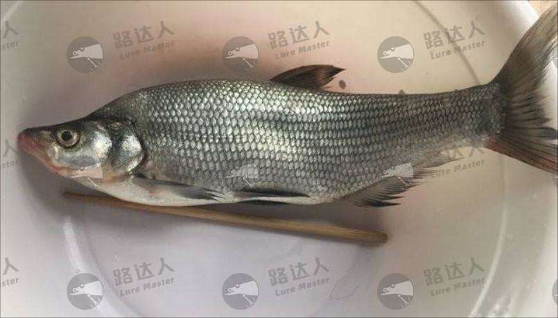 青梢_青梢_鱼类百科_路达人路亚
